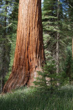 Big Tree at Mariposa.JPG