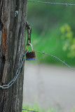 Barbwire and Weeds