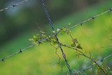 Barbwire and Weeds