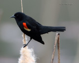 red-wing blackbird displaying Sportsman Park
