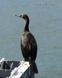 cormorant