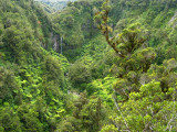 Brames Falls on Mt Taranaki