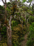 Gnarled trees 1, Taranaki