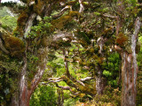 Gnarled trees 3, Taranaki