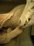 Skeletons 1