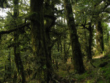 Kaimanawa trees