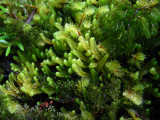 Taranaki moss