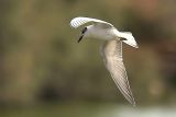 Gull-billed tern.jpg