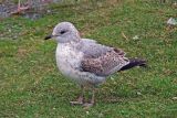 1st w. ring-billed gull, Sullivans Pond