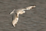 1st W.Bonapartes gull, Antigonish Co.