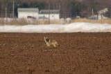 Coyote close to home