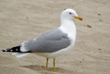 DSC00544-cal gull.jpg
