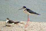 DSC00696-stilt.jpg