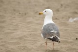 DSC_8017-wgull.jpg