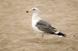 DSC_8019-wgull.jpg