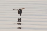 DSC_8163-avocet.jpg