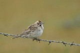 DSC_8520-larks.jpg