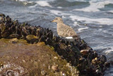 DSC_8548-surfbird.jpg