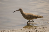 DSC_8743-whimbrel.jpg