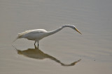 DSC_8755-gt egret.jpg