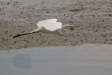 DSC_8760-gt egret.jpg