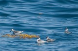 Red and R-N Phalaropes