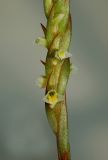 Mesadenella cuspidata, flowers 4 mm