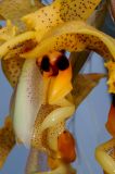 Stanhopea wardii, detail