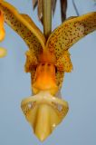 Stanhopea wardii front