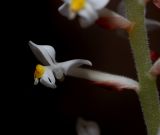 Ludisia discolor,  close, flowers 0.8 cm