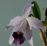 Cattleya pumila coerulea