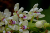 Tuberolabium kotoense, flowers 7 mm