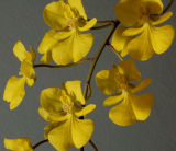Oncidium onustum, flowers 12 mm