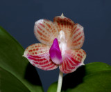 Phalaenopsis javanica, botanic flower 1.5 cm