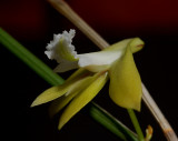 Dendrobium bowmannii, botanic, 2 cm