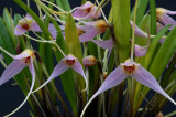 Masdevallia lilacina 5 cm