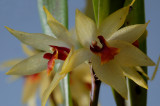 Octomeria grandiflora, flower 2 cm