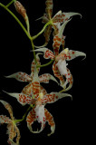 Odontoglossum crocidipterum ssp. dormanianum