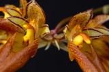 Bulbophyllum  purpureifolium, close