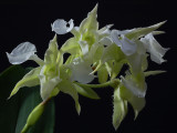 Dendrobium finisterrae alba, flowers 3.5-4 cm