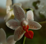 Hybrid with lobbii named mini mark, flowers 3 cm