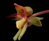 Catasetum roseo-album , flower 3 cm