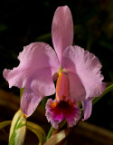 Cattleya percivaliana, pink , flower 15 cm , botanic