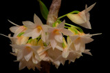 Dendrobium myakei (Goldschmitianum), pink  phase , botanic ,  flowers 2 cm