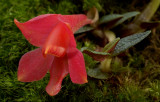 Dendrobium cuthbertsonii,  red phase, flower 2 cm