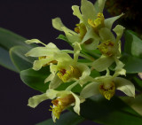 Dendrobium delacourii,  Ueang Dok Ma Kham,  flowers 2 cm
