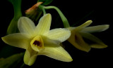 Dendrobium planibulbum, 2 cm