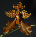 Cyrtochilum gargantua , height of flower 6-7 cm