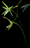 Angraecum sesquipedale, Madagascar, flower 10 cm spur about 25 cm
