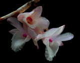 Dendrobium arcuatum, botanic , flowers 3 cm